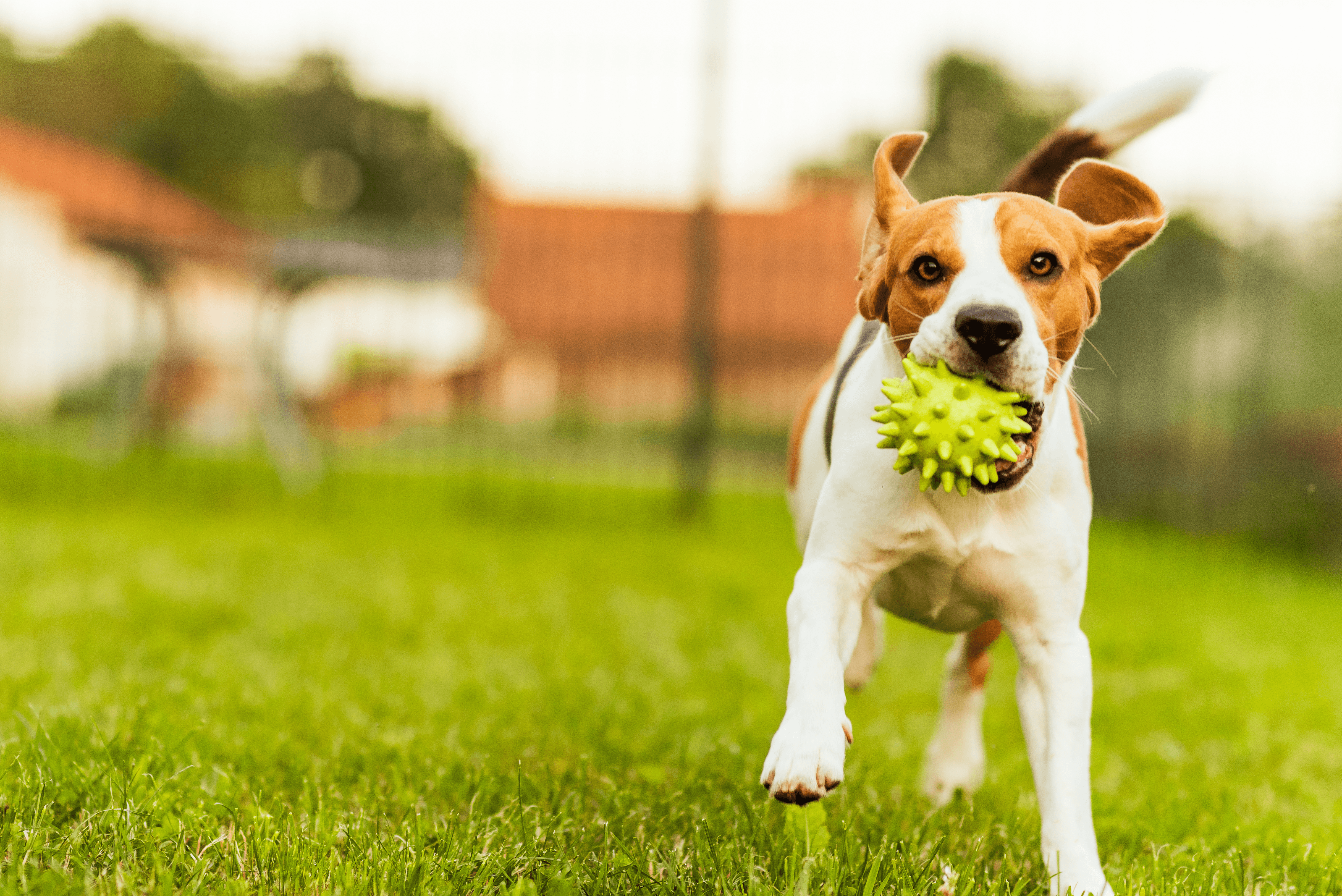 Dog training