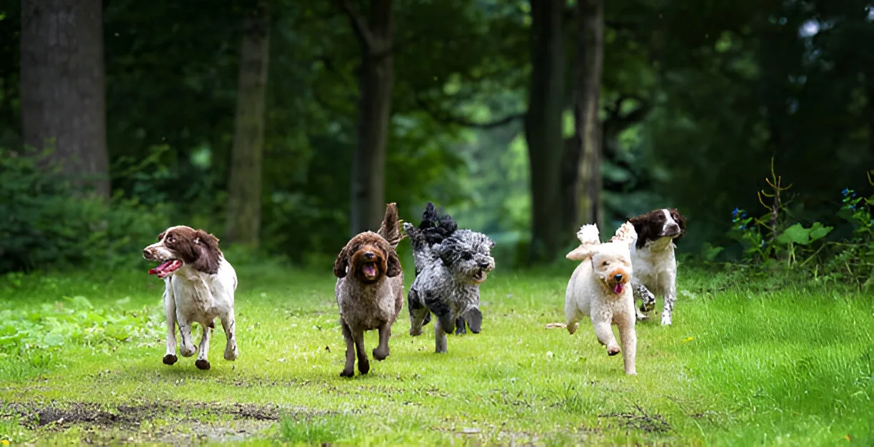 poodle mix breeds