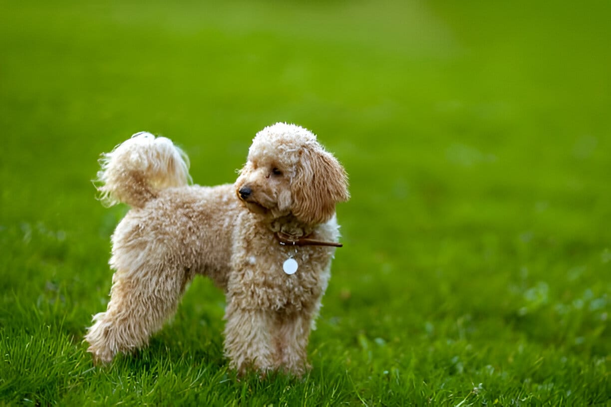 dogs with curly tails