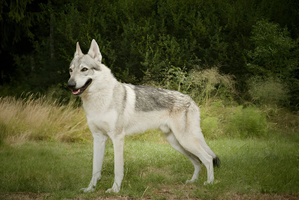 the Czechoslovakian Wolfdog