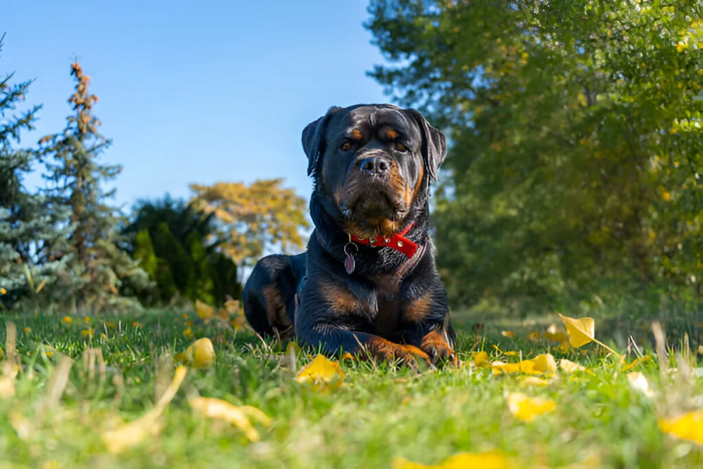 the Rottweiler dog