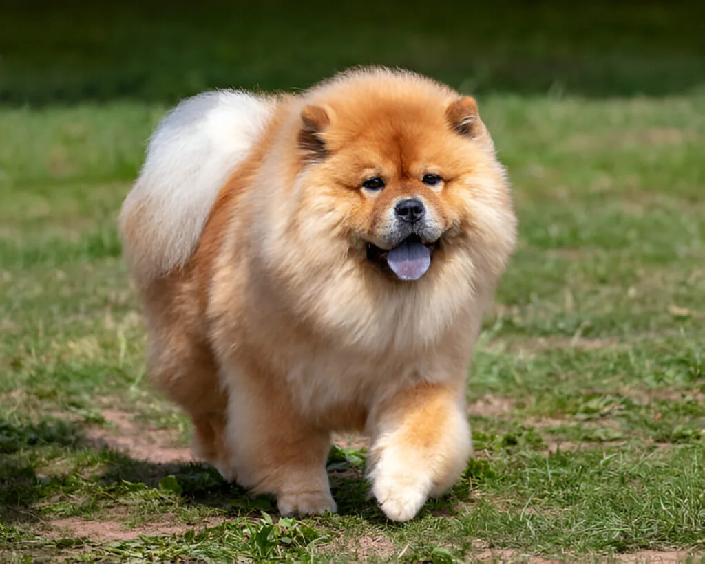 The Chow Chow