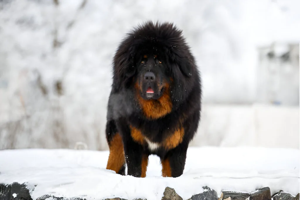 Tibetan Mastiff dog